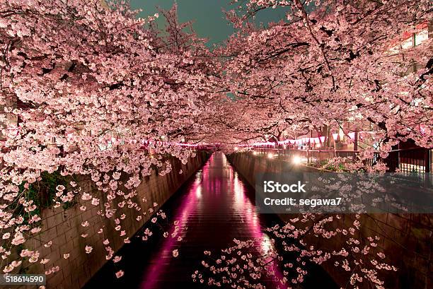 Cereza Flores En La Noche En Tokio Foto de stock y más banco de imágenes de Flor de cerezo - Flor de cerezo, Japón, Noche