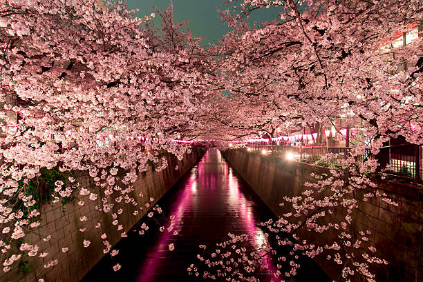 cereja flores à noite em tóquio - tokyo at night - fotografias e filmes do acervo