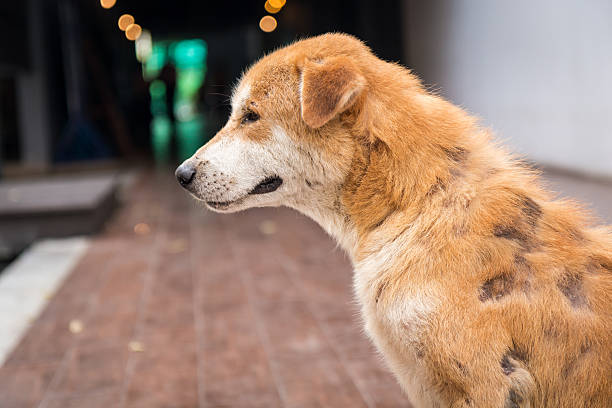 istock Stray dog skin disease. 518615498