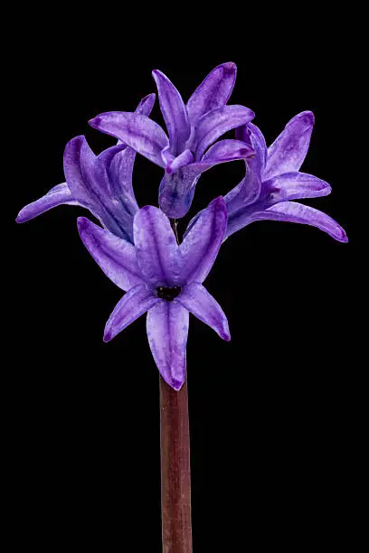 Violet flowers of hyacinth, isolated on black background