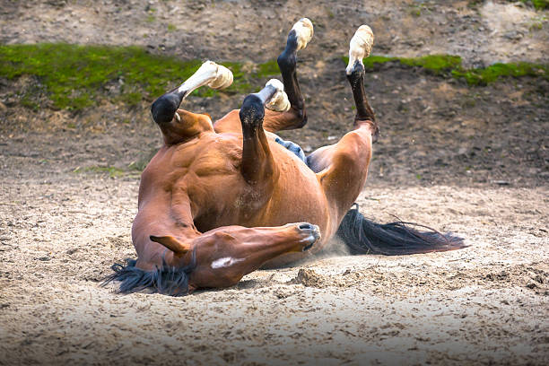 istock red horse lying in the sand 518616486