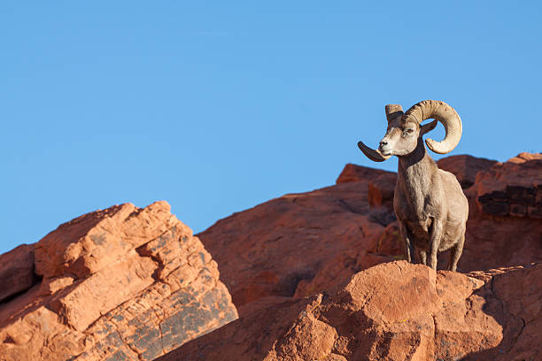 istock Desert Bighorn Sheep Ram 518616546