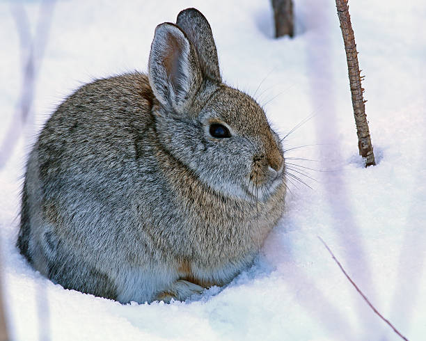 istock Desert Cottontail in Snow 518617486