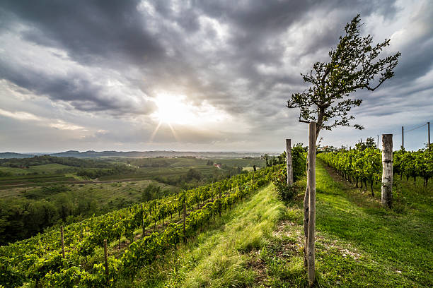 istock grapevine field in the italian countryside 518619726