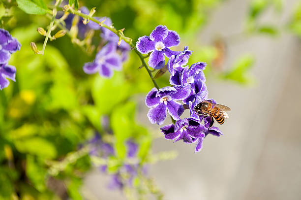 istock Golden dewdrop flowers and bee 518620216