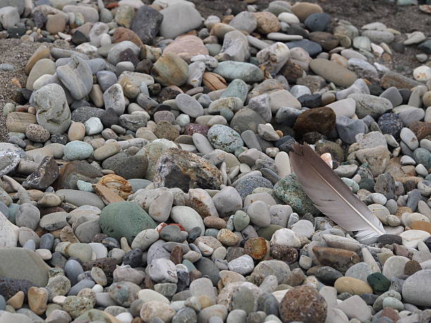 istock Feather in the rocks, Puerto Cayo Beach, Ecuador 518621439