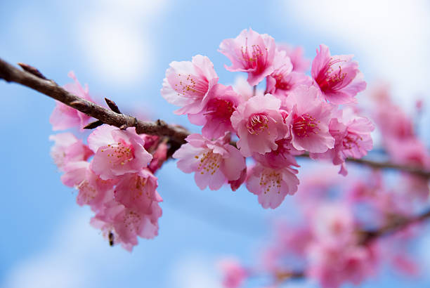 istock Wild Himalayan cherry flower at Doi Ang Khang, Thailand 518621527