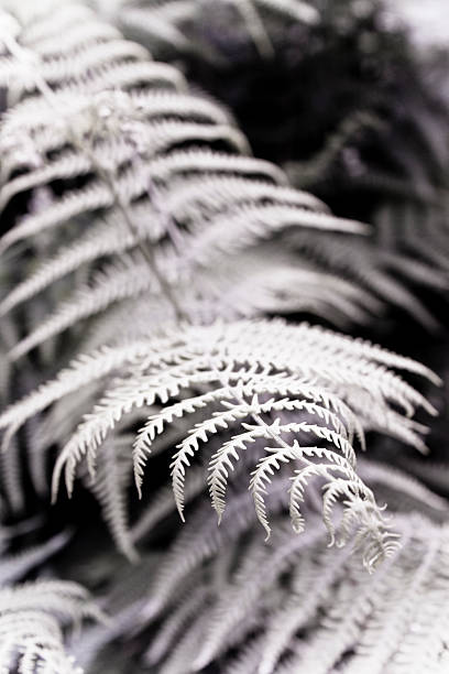 istock Fern plants in the woods - toned image 518621547