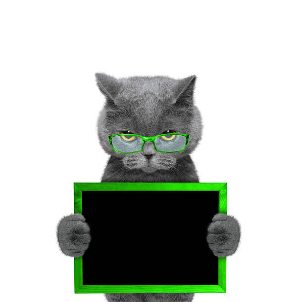 istock Cat in green glasses keeps frame in its paws 518621932