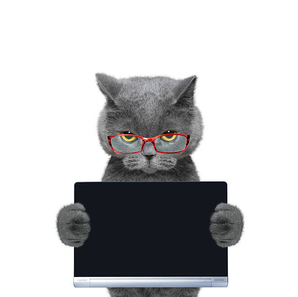 istock cat in glasses holds a tablet or laptop 518621968