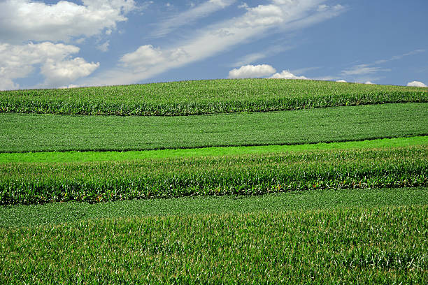 istock Green Fields and Blue Sky in Rural Midwest America 518622299