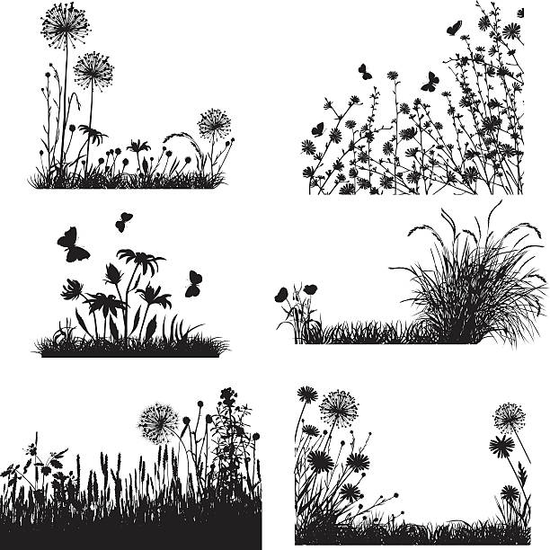 ilustrações de stock, clip art, desenhos animados e ícones de coleção de plantas prado - field poppy single flower flower