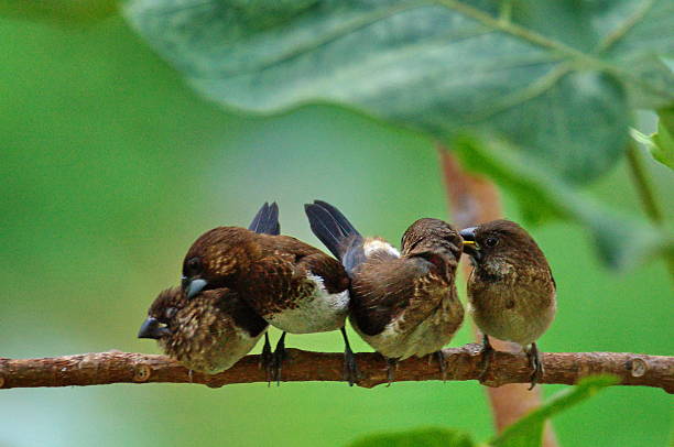 istock birds cleaning and relax. 518622432