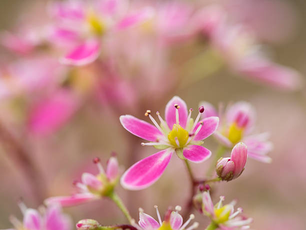 Very small pink Saxifraga fortunei