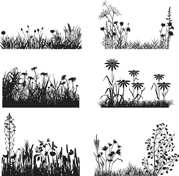 illustrations, cliparts, dessins animés et icônes de ensemble de plantes de meadow - grass prairie silhouette meadow