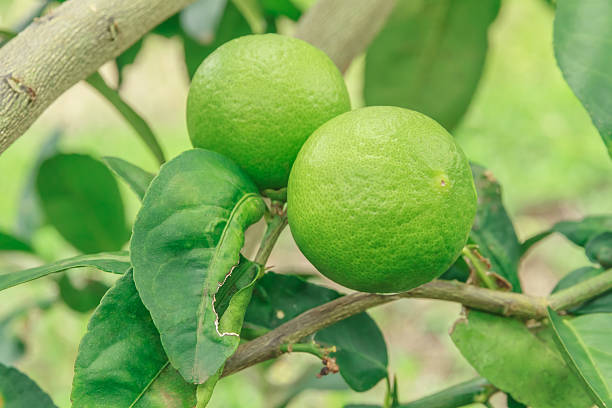 limão e folhas e ramos - lemon fruit portion citrus fruit imagens e fotografias de stock