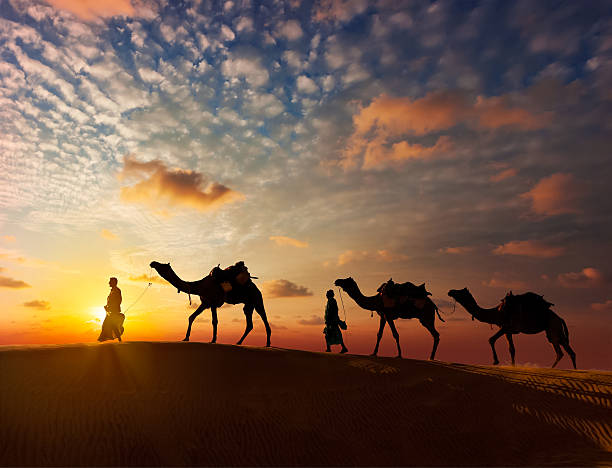 Two cameleers camel drivers with camels in dunes Rajasthan travel background - two indian cameleers (camel drivers) with camels silhouettes in dunes of Thar desert on sunset. Jaisalmer, Rajasthan, India camel train photos stock pictures, royalty-free photos & images