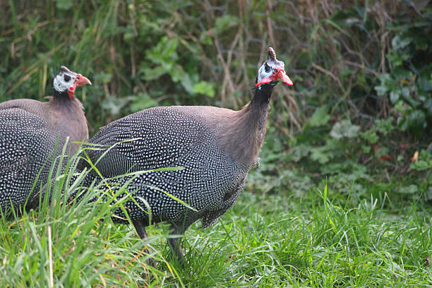 Two guinea fowl birds strutting around a domestic garden lawn Two 'pearl gray' guinea fowl strutting around a domestic garden with one calling to the other. They are pictured here calling out loudly to their mates, who are pecking around at the other end of the garden. guinea fowl stock pictures, royalty-free photos & images