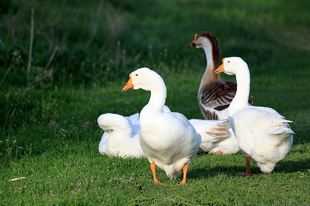 istock white geese on natural green background 518623811