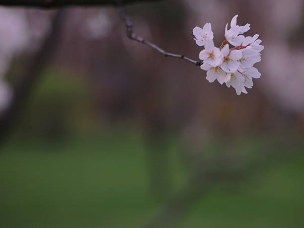única flor de cereja - doremi imagens e fotografias de stock