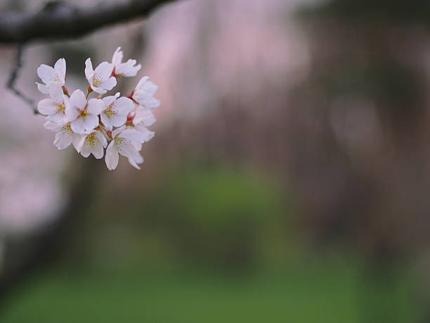 flor de cerejeira - doremi imagens e fotografias de stock