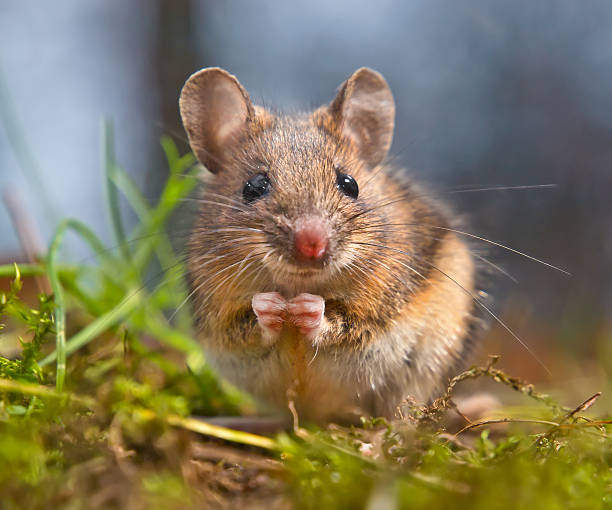 istock Cute Wood mouse sitting on its hind legs 518624153