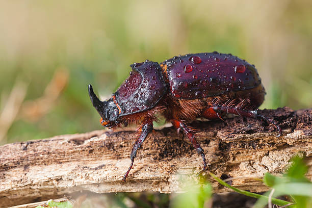 istock European Rhinoceros Beetle in Grass 518624433