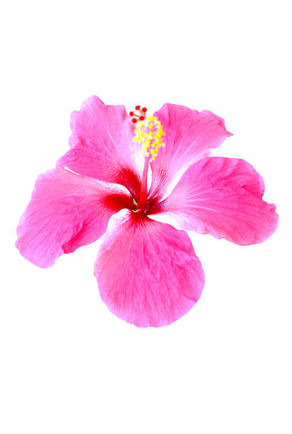 istock Isolated Hibiscus bloom against a white background 518624503