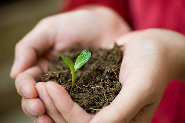 istock plant in the hand 518624897