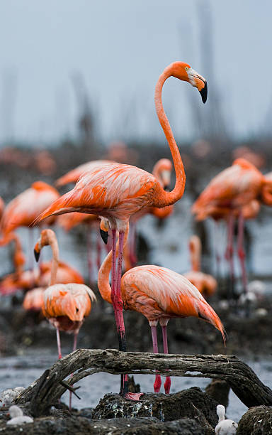 istock Caribbean flamingo on a nest with chicks 518624924