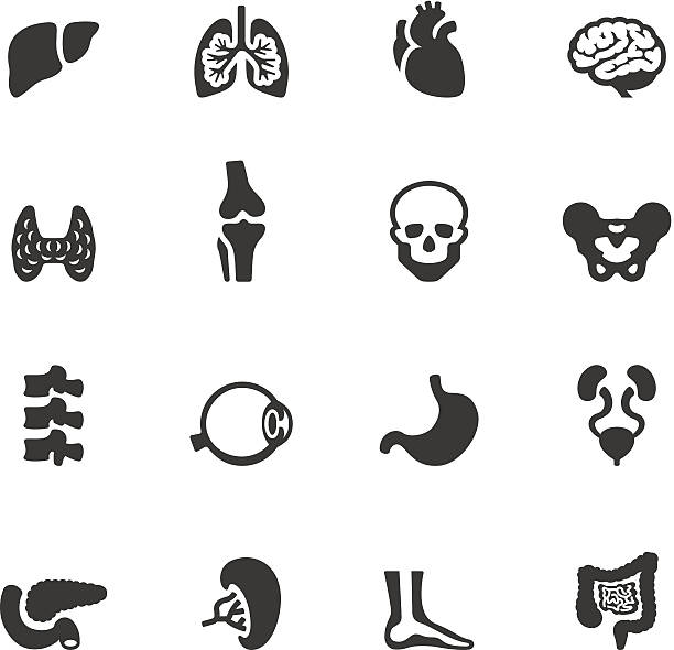 illustrations, cliparts, dessins animés et icônes de soulico icônes-organe interne humain - human internal organ
