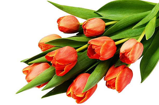 istock Red tulip flowers bouquet 518625044