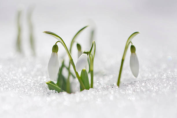 istock snowdrop flowers in morning 518625801