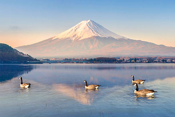 istock Duck floating in lake at Mt. Fuji 518625877