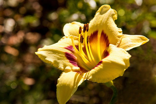 Patterned yellow daylily, close up