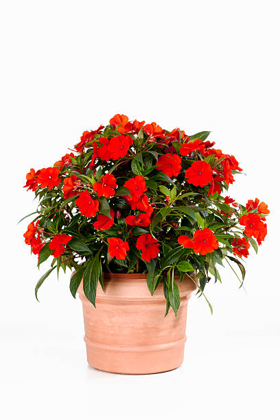 potted busy lizzie against white background - perennial plant 뉴스 사진 이미지