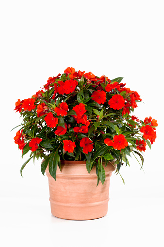 Potted busy lizzie against white background