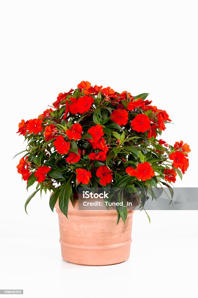 Potted busy lizzie against white background Flower Pot Stock Photo