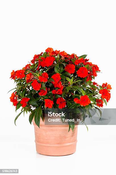 Potted Busy Lizzie Against White Background Stock Photo - Download Image Now - Flower Pot, Flower, Potted Plant