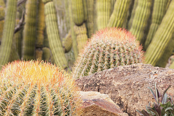 Barrel Cactus Xeriscape Garden Yard
