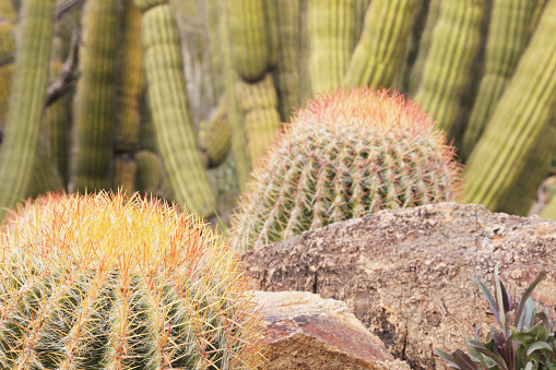 Barrel cactus xeriscaped garden yard landscaping mixed with rocks and saguaro.