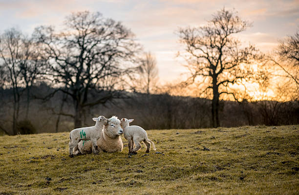 istock New Born Lambs and Ewe. 518627642