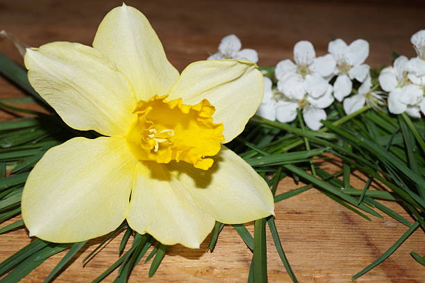 Daffodil flower.Spring yellow flowers. Spring mood.