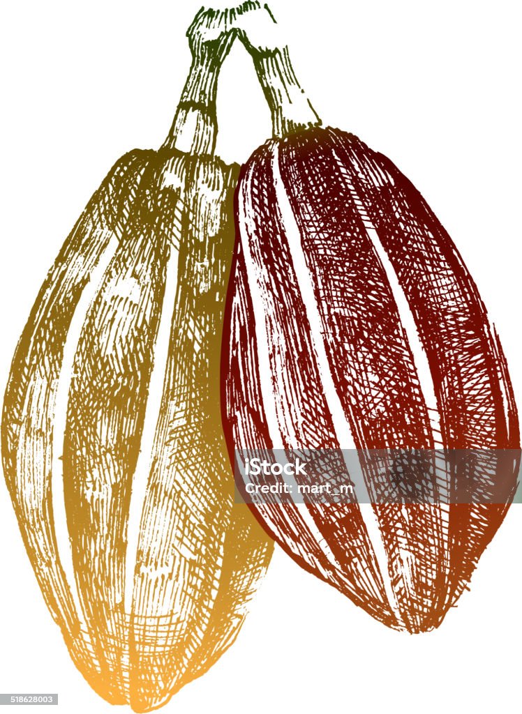 hand drawn cocoa beans hand drawn cocoa beans in vintage style Bean stock vector