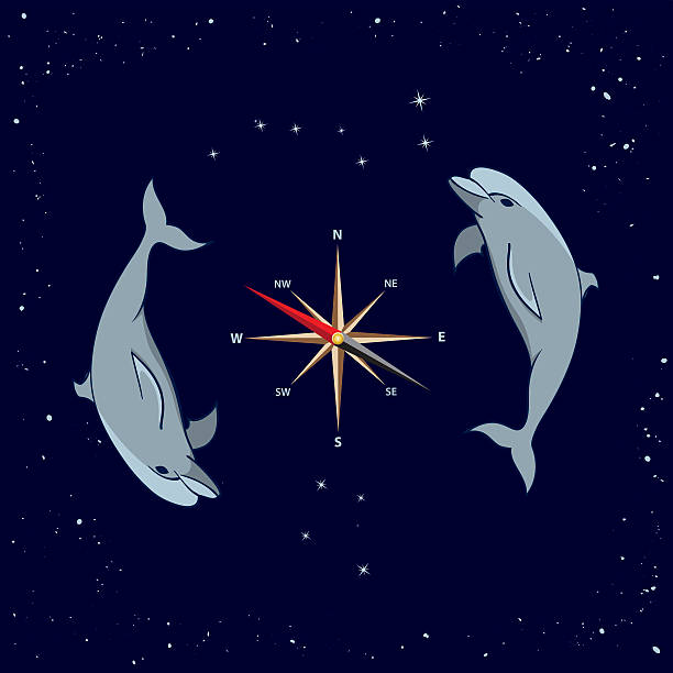 dolphins, windrose,  Ursa Major and  Southern Cross vector illustration of dolphins, windrose,  Ursa Major and  Southern Cross southern cross stock illustrations