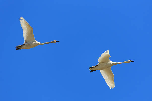 istock Pair of Swans in Flight 518628328