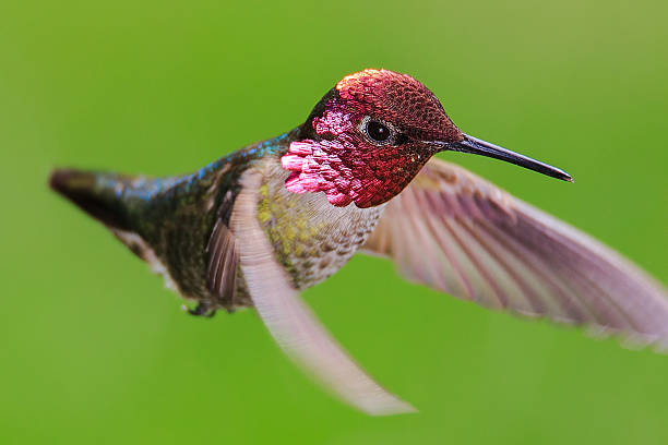 istock Male Anna's Hummingbird 518628492