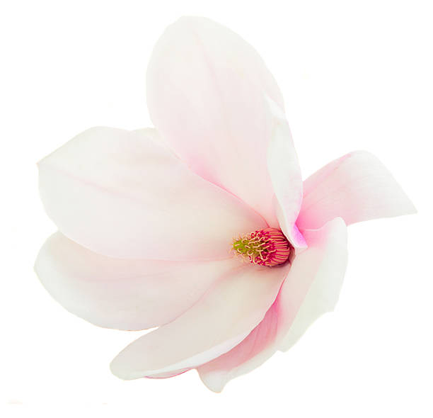 istock Blossoming pink  magnolia Flowers 518628524