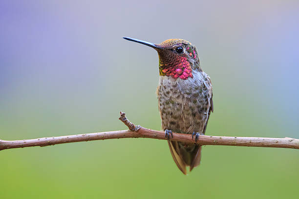 istock Male Anna's Hummingbird in Profile 518628644