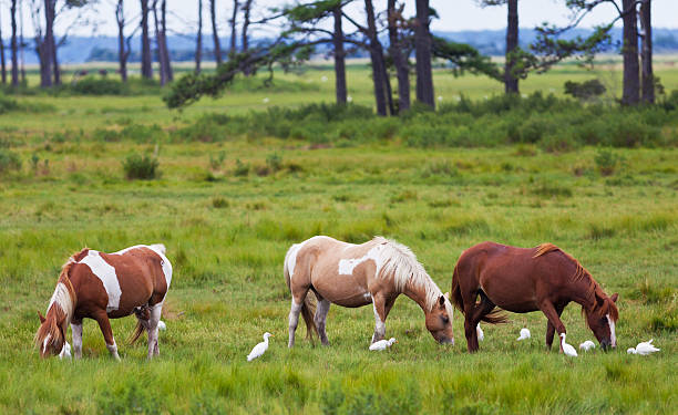 Chincoteague Ponies Chincoteague Ponies with Cattle Egrets on Assateague Island cattle egret photos stock pictures, royalty-free photos & images